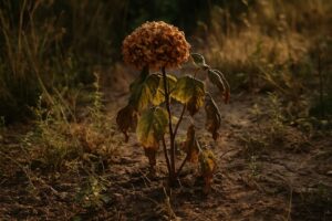 Say goodbye to hydrangeas gardeners strongly advise stopping planting them here’s why before it’s too late