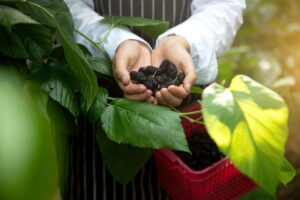 Is Harvesting the Solution for Managing Invasive Edible Fruit Trees? What We Know